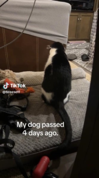 犬用ベッドに座る猫