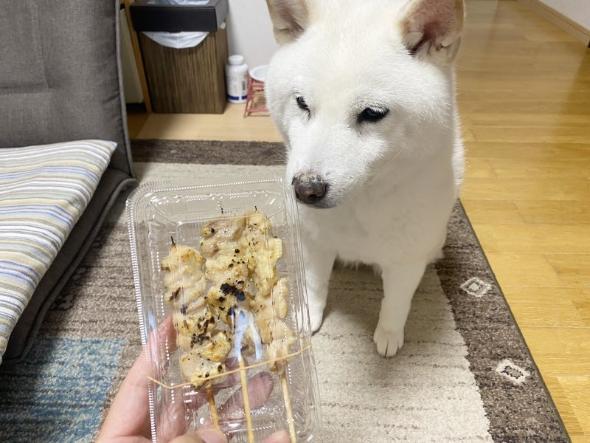 焼き鳥を堪能するワンコ