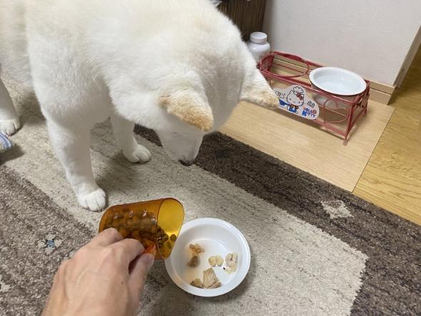 焼き鳥を堪能するワンコ