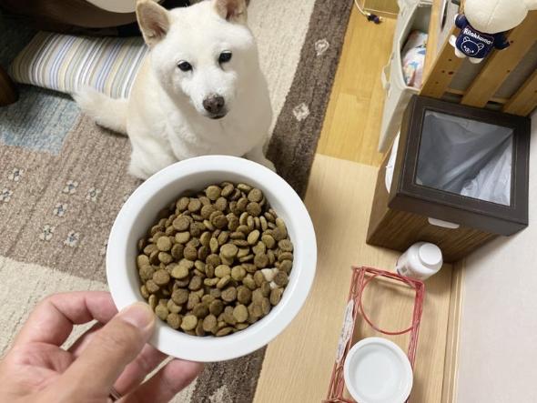 焼き鳥を堪能するワンコ