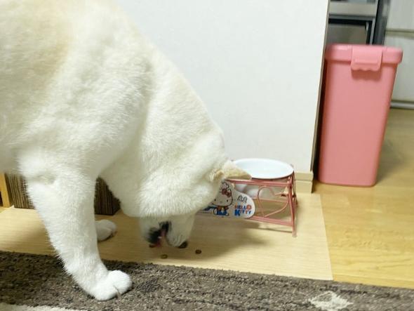 焼き鳥を堪能するワンコ