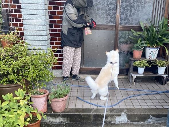 テンションが上がるワンコ