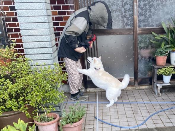 テンションが上がるワンコ