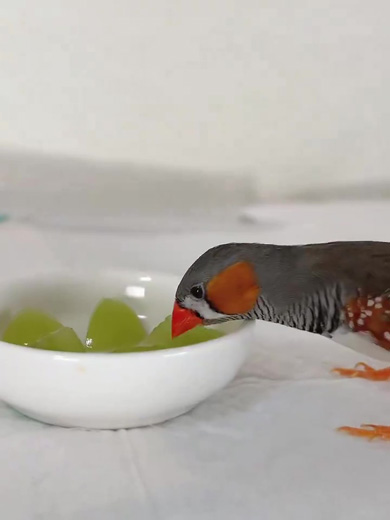 シャインマスカットを食べる鳥