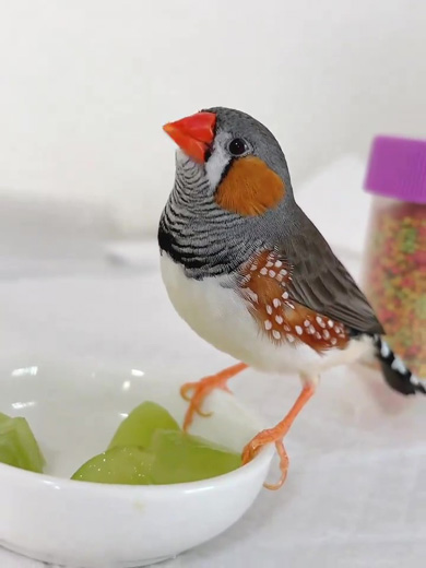 シャインマスカットを味わう鳥