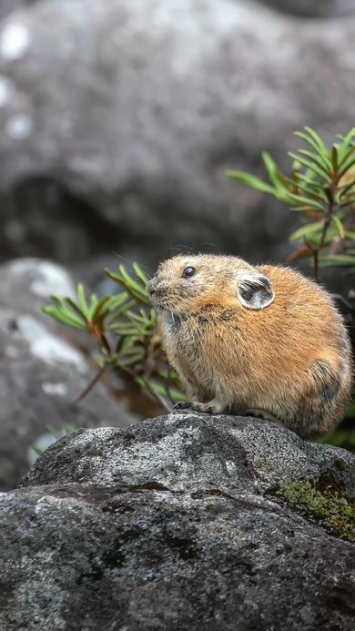 9歳のカメラマンが撮影したエゾナキウサギ