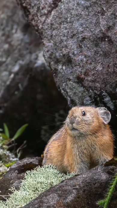 9歳のカメラマンが撮影したエゾナキウサギ