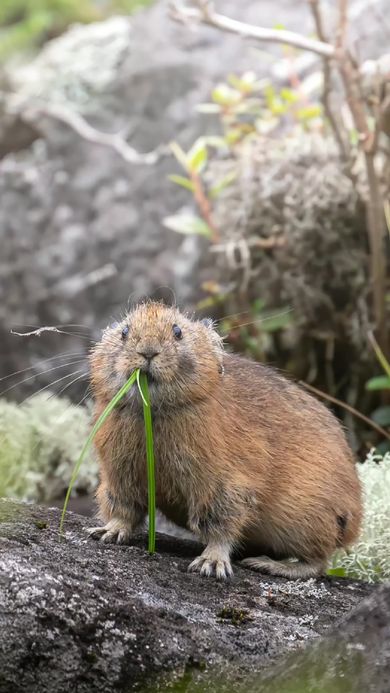 9歳のカメラマンが撮影したエゾナキウサギ