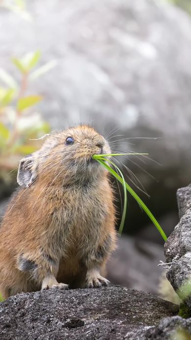 9歳のカメラマンが撮影したエゾナキウサギ