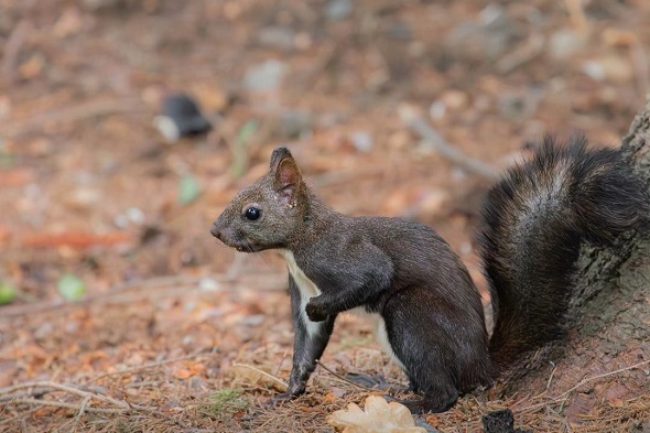 9歳のカメラマンが撮影したエゾリス