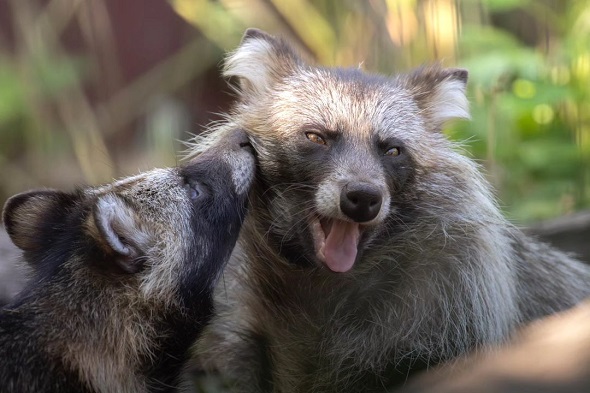 9歳のカメラマンが撮影したエゾタヌキ