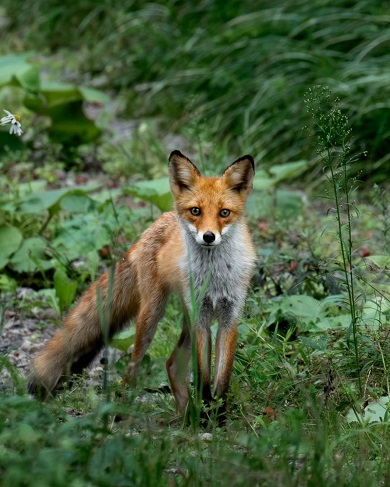 9歳のカメラマンが撮影したキタキツネ