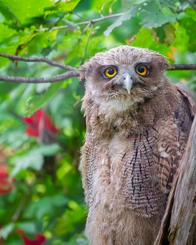 9歳のカメラマンが撮影したシマフクロウ
