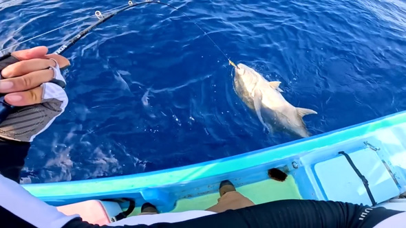 巨大魚 釣り 漁協 港 売ったら 金額 ガーラ アジ 沖縄県 伊是名島