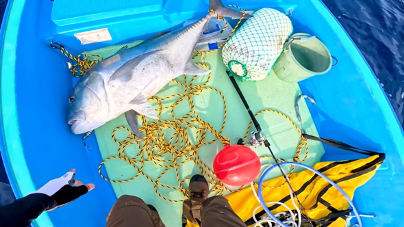 巨大魚 釣り 漁協 港 売ったら 金額 ガーラ アジ 沖縄県 伊是名島