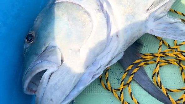 巨大魚 釣り 漁協 港 売ったら 金額 ガーラ アジ 沖縄県 伊是名島