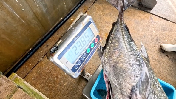 巨大魚 釣り 漁協 港 売ったら 金額 ガーラ アジ 沖縄県 伊是名島