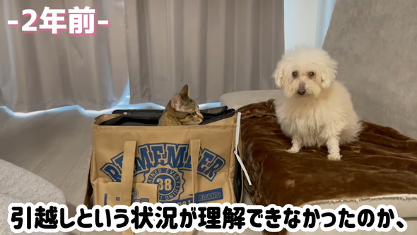 緊張している猫ちゃん