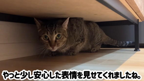 棚の下に入っている猫ちゃん