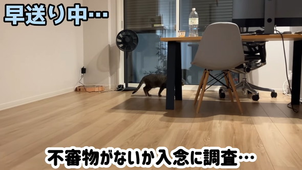 探検する猫ちゃん