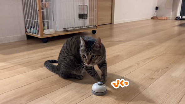 ベルに前足を置く猫ちゃん