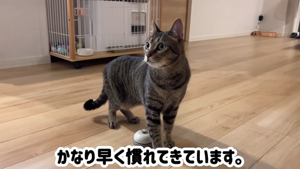 リラックスしている猫ちゃん