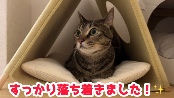 ベッドでくつろぐ猫ちゃん
