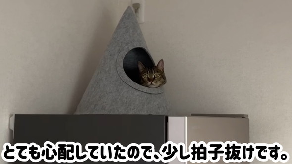 ハウスの中に入っている猫ちゃん