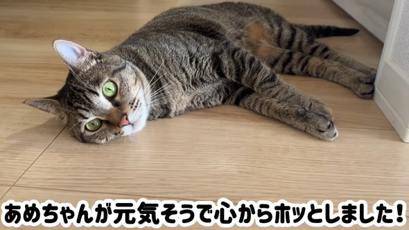 くつろぐ猫ちゃん