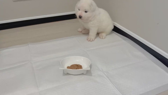 サモエドの子犬の食事風景