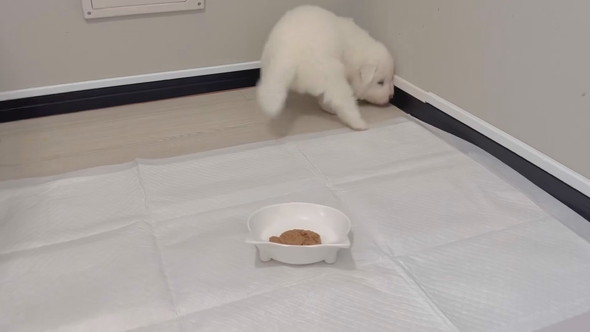 サモエドの子犬の食事風景