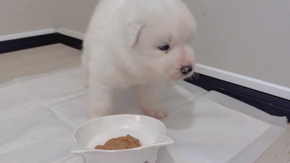 サモエドの子犬の食事風景