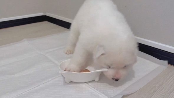 サモエドの子犬の食事風景