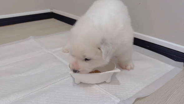 サモエドの子犬の食事風景