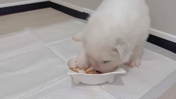 サモエドの子犬の食事風景