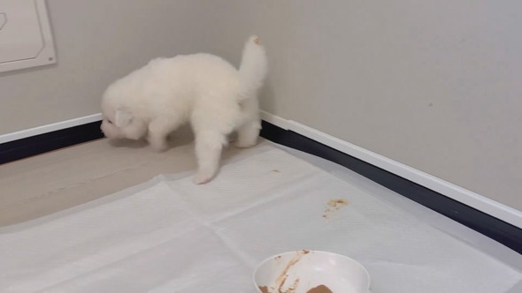 サモエドの子犬の食事風景