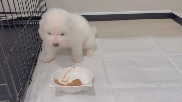 サモエドの子犬の食事風景