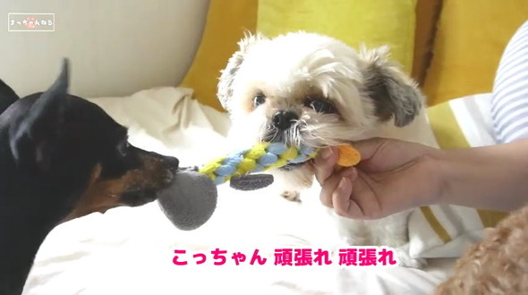 取りあい