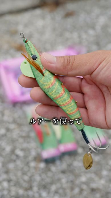 タコを水槽に入れるためルアーとエサを使って釣る