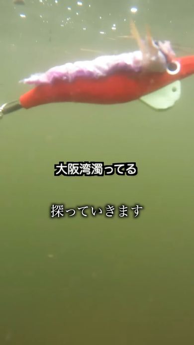 タコを水槽に入れるため大阪湾の水中を漂うルアーとエサ