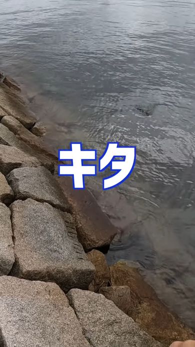 大阪湾でタコを釣る