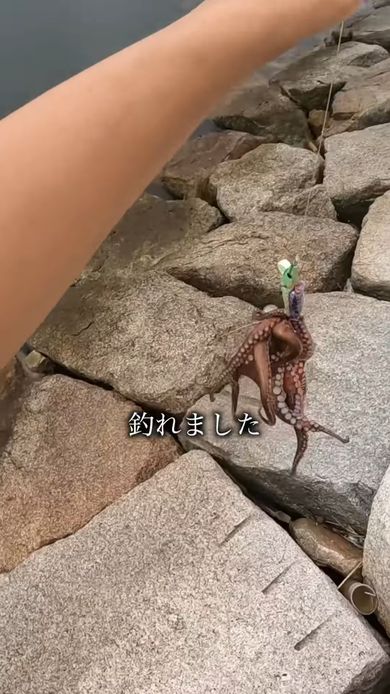 大阪湾でタコを釣った