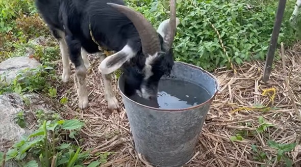 荒れ果てた水源を掃除したら