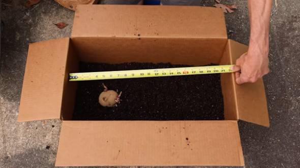 ダンボール箱でジャガイモを育てる