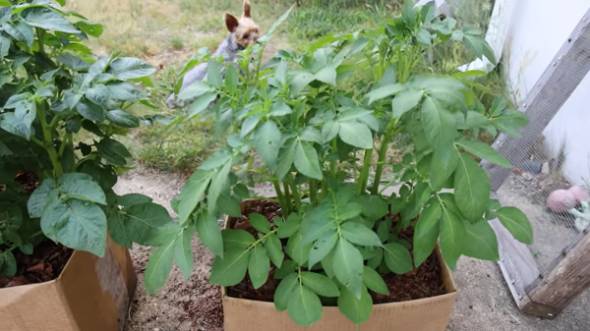 ダンボール箱でじゃがいもを育てる