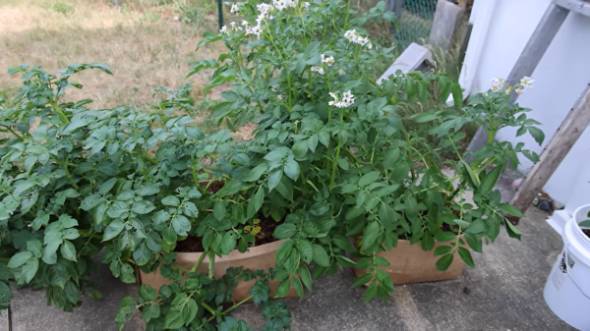 ダンボール箱でじゃがいもを育てる