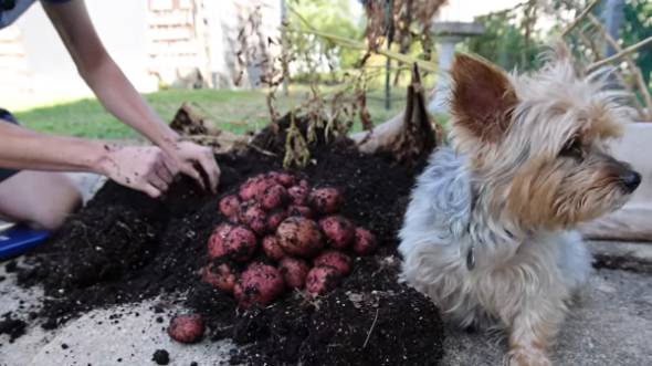 ダンボール箱でじゃがいもを育てる