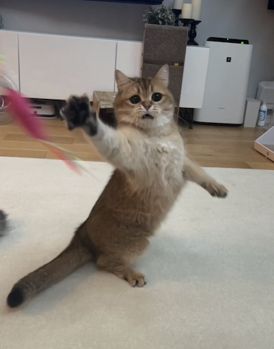 失敗したこたつくん