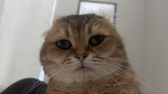 アザラシ風になったこたつくん