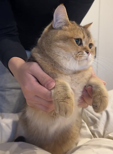 爪切りしたくないこたつくん